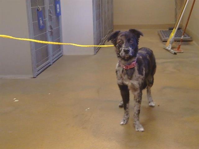 Shelter Stray Female Dog last seen COUNTRYROADS DR/BRADSHAW RD, SACRAMENTO CA 95827, 3839 Bradshaw Rd, Sacramento, CA 95827, USA