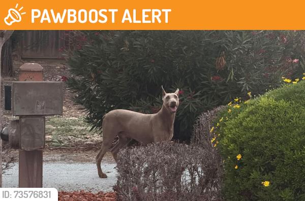 Found/Stray Male Dog last seen Rancho Larios, San Benito County, CA 95045
