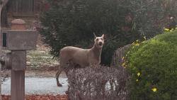 Found/Stray Male Dog last seen Rancho Larios, San Benito County, CA 95045