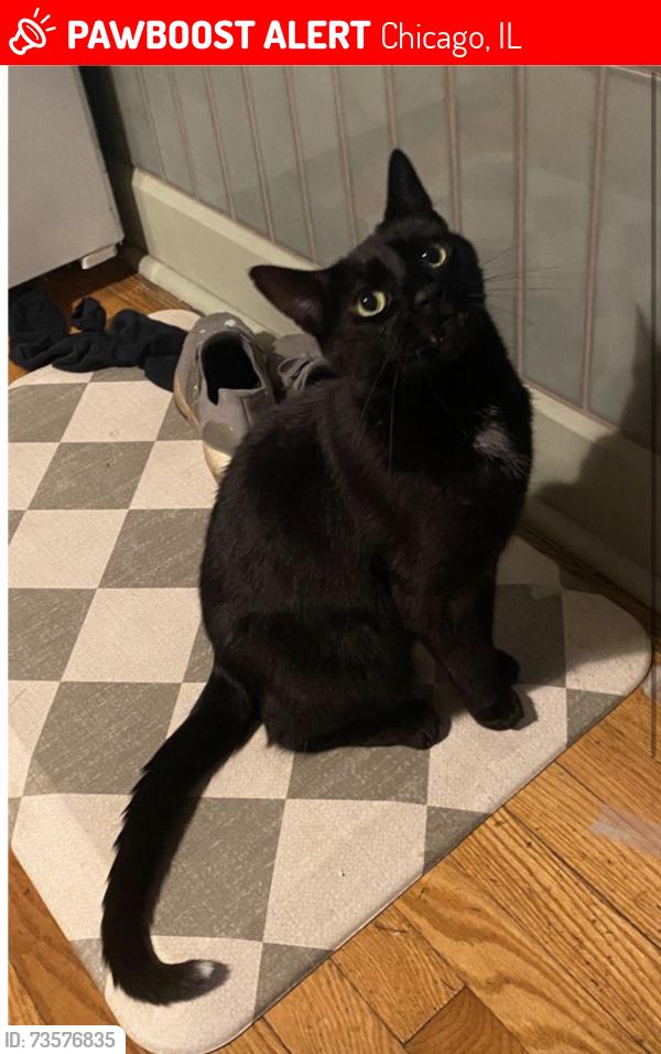 Lost Male Cat last seen Chicago & Damen Ave, Chicago, IL 60622
