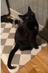 Lost Male Cat last seen Chicago & Damen Ave, Chicago, IL 60622