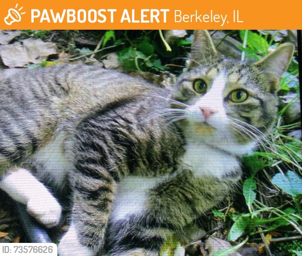 Found/Stray Male Cat last seen Herbert Ave., Berkeley, IL 60163