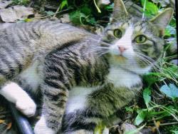 Found/Stray Male Cat last seen Herbert Ave., Berkeley, IL 60163