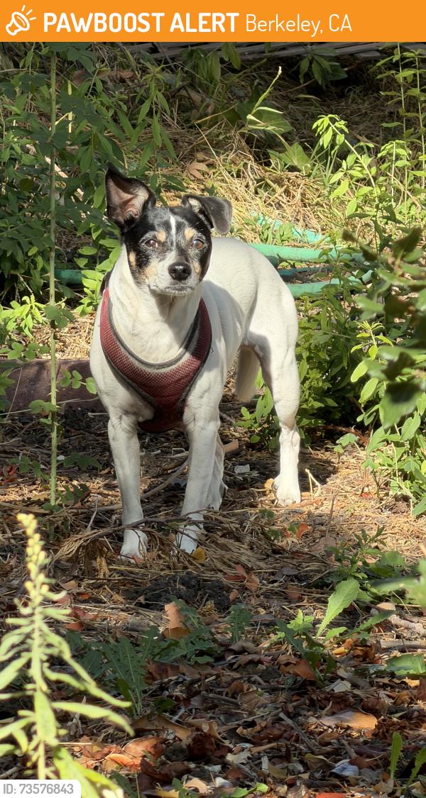 Found/Stray Female Dog last seen Indian Rock Path, Berkeley, CA 94707