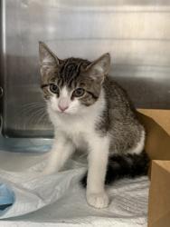 Shelter Stray Male Cat last seen Sheridan Ave and Edgemont Way, Roseville City, CA, 200 Tahoe Ave, Roseville, CA 95678, USA