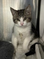 Shelter Stray Male Cat last seen Sheridan Ave and Edgemont Way, Roseville City, CA, 200 Tahoe Ave, Roseville, CA 95678, USA