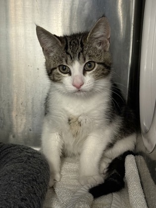 Shelter Stray Male Cat last seen Sheridan Ave and Edgemont Way, Roseville City, CA, 200 Tahoe Ave, Roseville, CA 95678, USA