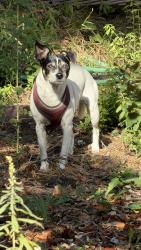 Found/Stray Female Dog last seen Indian Rock Path, Berkeley, CA 94707