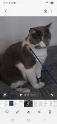 Lost Male Cat last seen Willow rd,elm,, Prospect Heights, IL 60070