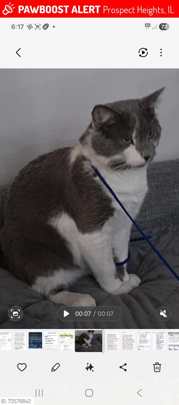 Lost Male Cat last seen Willow rd,elm,, Prospect Heights, IL 60070
