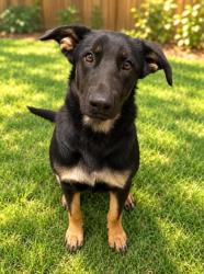 Shelter Stray Female Dog last seen S Howard Ave & W North Ave, Kerman Zone Fresno CO 1A 93630, CA, 1510 W Dan Ronquillo Dr, Fresno, CA 93706, USA