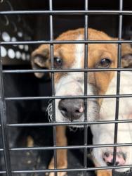 Shelter Stray Female Dog last seen S Cornelia & Excelsior Ave, Riverdale Zone Fresno CO 1B 93656, CA, 1510 W Dan Ronquillo Dr, Fresno, CA 93706, USA