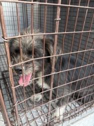 Shelter Stray Female Dog last seen W Luna DR & S Pleasant Ave, Riverdale Zone Fresno CO 1B 93656, CA, 1510 W Dan Ronquillo Dr, Fresno, CA 93706, USA