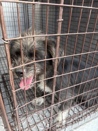Shelter Stray Female Dog last seen W Luna DR & S Pleasant Ave, Riverdale Zone Fresno CO 1B 93656, CA, 1510 W Dan Ronquillo Dr, Fresno, CA 93706, USA