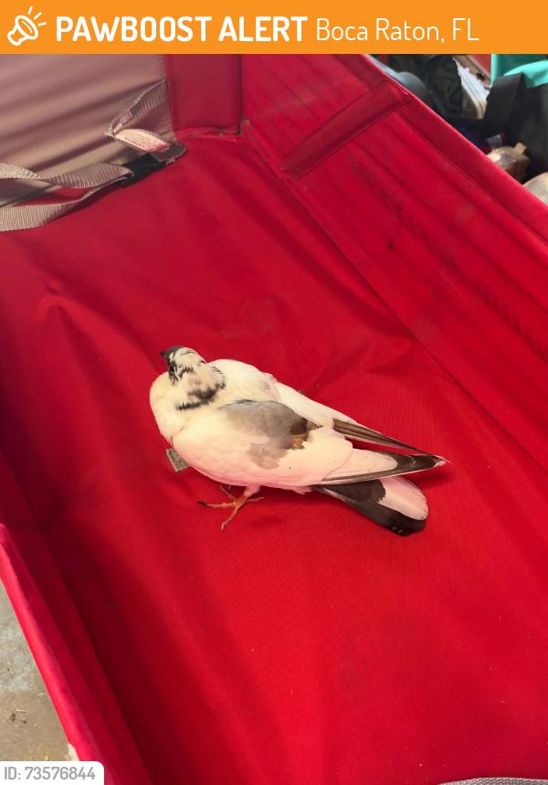 Found/Stray Unknown Bird last seen Jog and canaary, Boca Raton, FL 33486