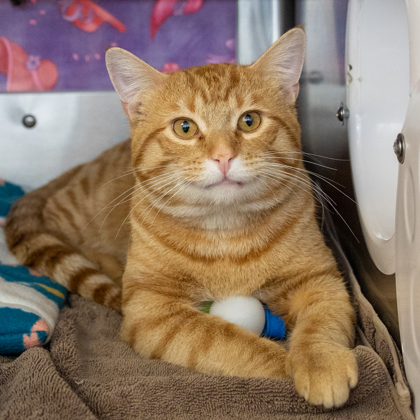 Shelter Stray Male Cat last seen Mifflin St & 7th, Madison 12, City of, WI, 5132 Voges Rd, Madison, WI 53718, USA