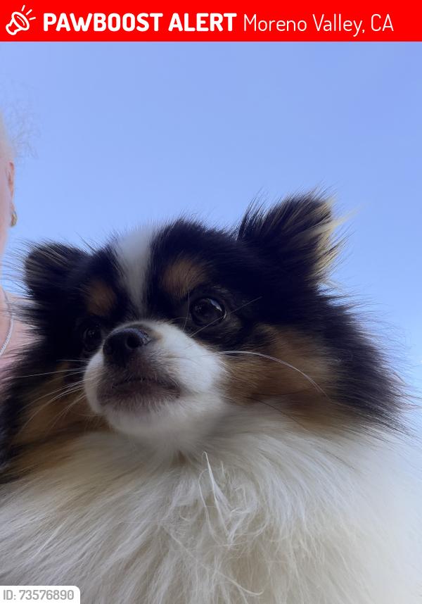 Lost Female Dog last seen Kalima and rockspur, Moreno Valley, CA 92555