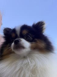 Lost Female Dog last seen Kalima and rockspur, Moreno Valley, CA 92555