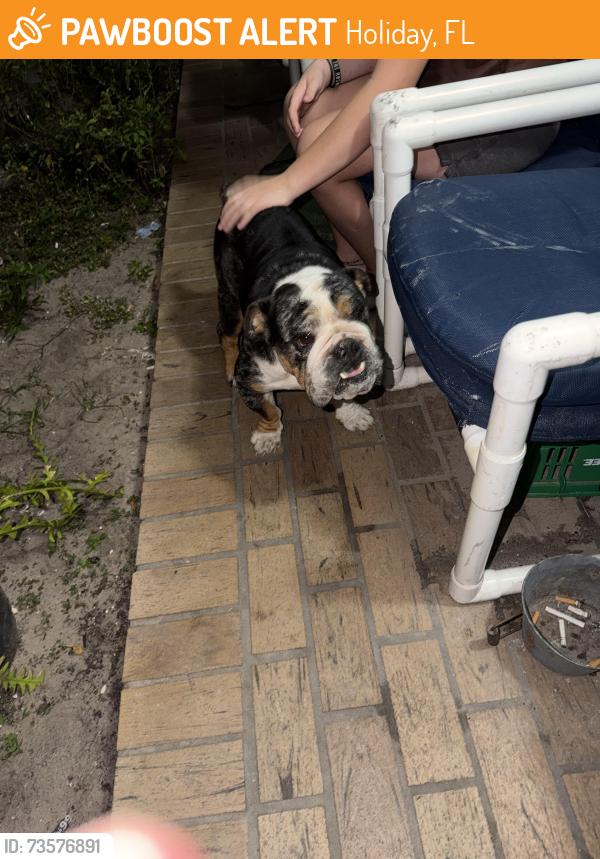 Found/Stray Male Dog last seen Pinehurst dr oakfield, Holiday, FL 34690