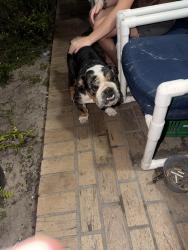 Found/Stray Male Dog last seen Pinehurst dr oakfield, Holiday, FL 34690