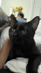 Lost Male Cat last seen Ely ave, Norwalk, CT 06854