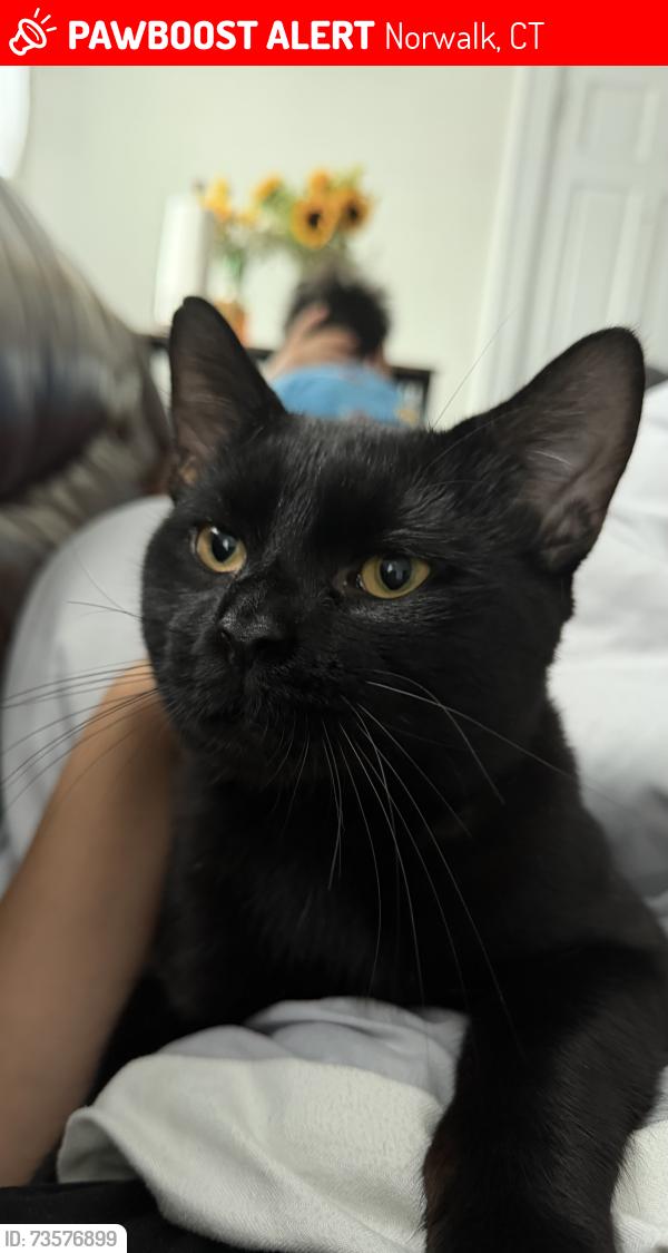 Lost Male Cat last seen Ely ave, Norwalk, CT 06854