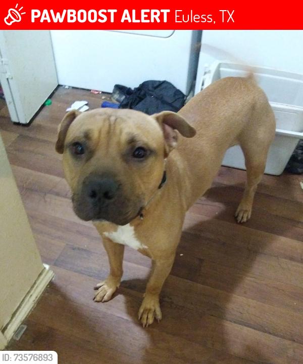 Lost Male Dog last seen Henslee Dr, Euless TX, Euless, TX 76040