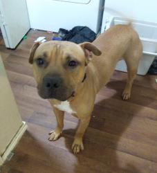 Lost Male Dog last seen Henslee Dr, Euless TX, Euless, TX 76040