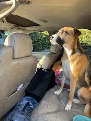 Found/Stray Female Dog last seen Near Dekoven Ave Belmont, Belmont, CA 94002