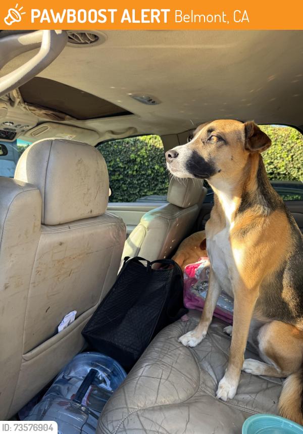 Found/Stray Female Dog last seen Near Dekoven Ave Belmont, Belmont, CA 94002