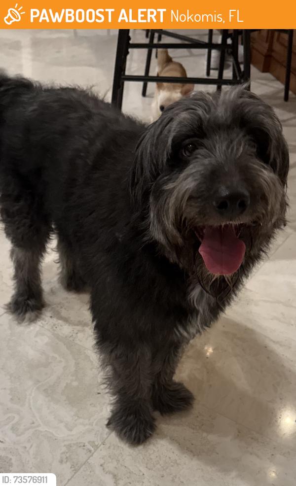 Found/Stray Male Dog last seen Albee & Bayshore, Nokomis, FL 34275