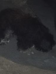 Found/Stray Unknown Dog last seen Jamestown ave at Redondo, San Francisco, CA 94124