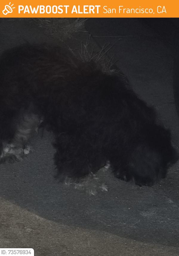 Found/Stray Unknown Dog last seen Jamestown ave at Redondo, San Francisco, CA 94124