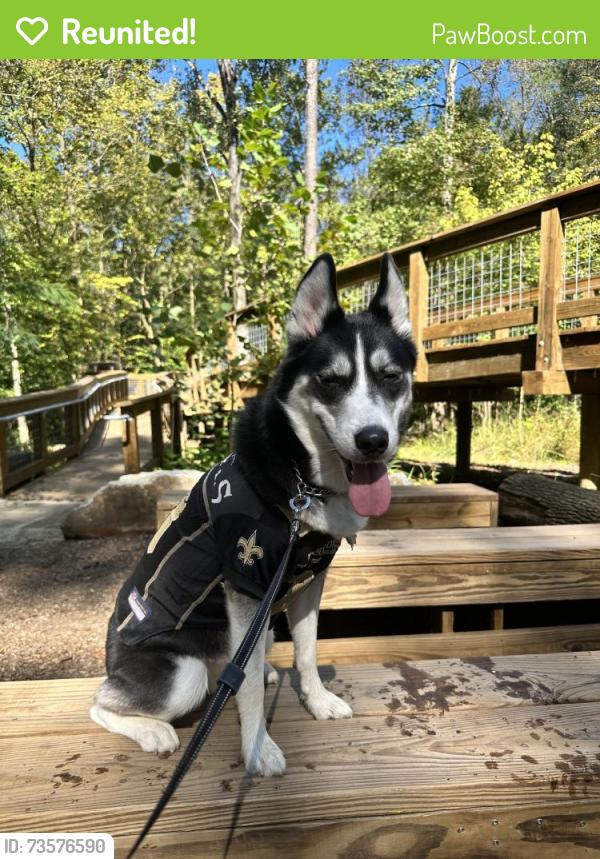 Reunited Female Dog last seen Treelodge pkwy, Sandy Springs, GA 30350