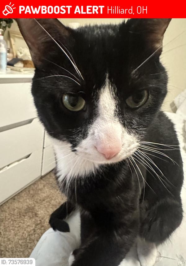 Lost Male Cat last seen Near English lavender place, Hilliard, OH 43026