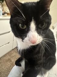 Lost Male Cat last seen Near English lavender place, Hilliard, OH 43026