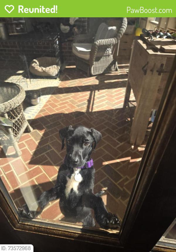 Reunited Male Dog last seen Lasater rd, Clemmons, Clemmons, NC 27012