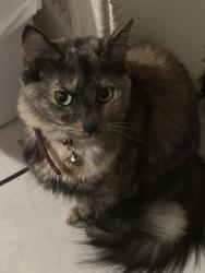Reunited Female Cat last seen Near s bonnie brae st, Los Angeles, CA 90057