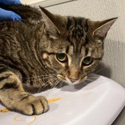 Shelter Stray Female Cat last seen , 3607 N Armenia Ave, Tampa, FL 33607, USA