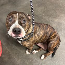 Shelter Stray Female Dog last seen , 3607 N Armenia Ave, Tampa, FL 33607, USA