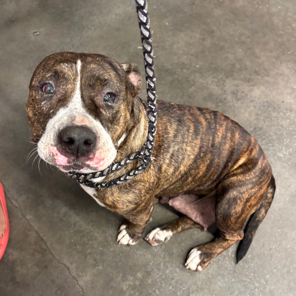 Shelter Stray Female Dog last seen , 3607 N Armenia Ave, Tampa, FL 33607, USA