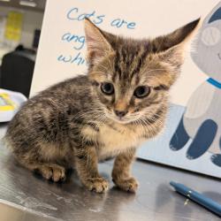 Shelter Stray Female Cat last seen , 3607 N Armenia Ave, Tampa, FL 33607, USA