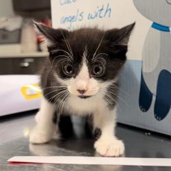 Shelter Stray Male Cat last seen , 3607 N Armenia Ave, Tampa, FL 33607, USA