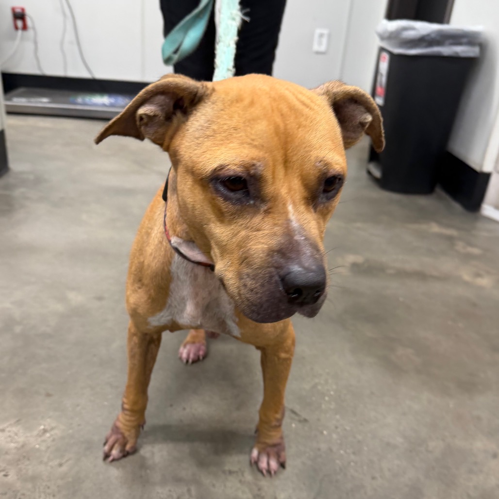 Shelter Stray Female Dog last seen , 3607 N Armenia Ave, Tampa, FL 33607, USA
