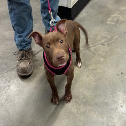 Shelter Stray Female Dog last seen , 3607 N Armenia Ave, Tampa, FL 33607, USA