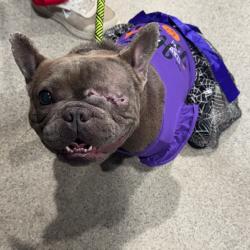 Shelter Stray Female Dog last seen , 3607 N Armenia Ave, Tampa, FL 33607, USA