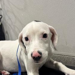 Shelter Stray Female Dog last seen , 3607 N Armenia Ave, Tampa, FL 33607, USA