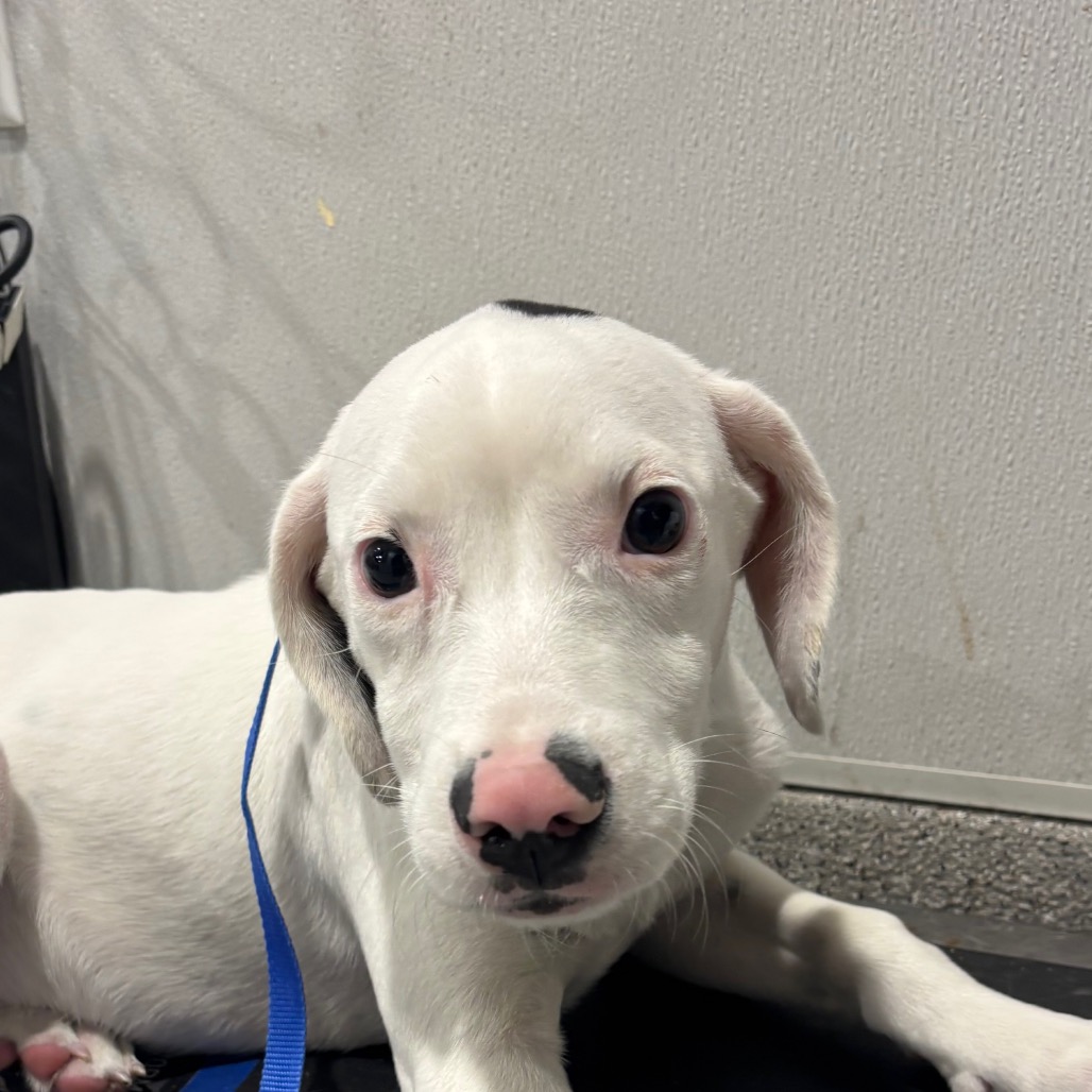 Shelter Stray Female Dog last seen , 3607 N Armenia Ave, Tampa, FL 33607, USA