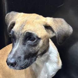 Shelter Stray Male Dog last seen , 3607 N Armenia Ave, Tampa, FL 33607, USA