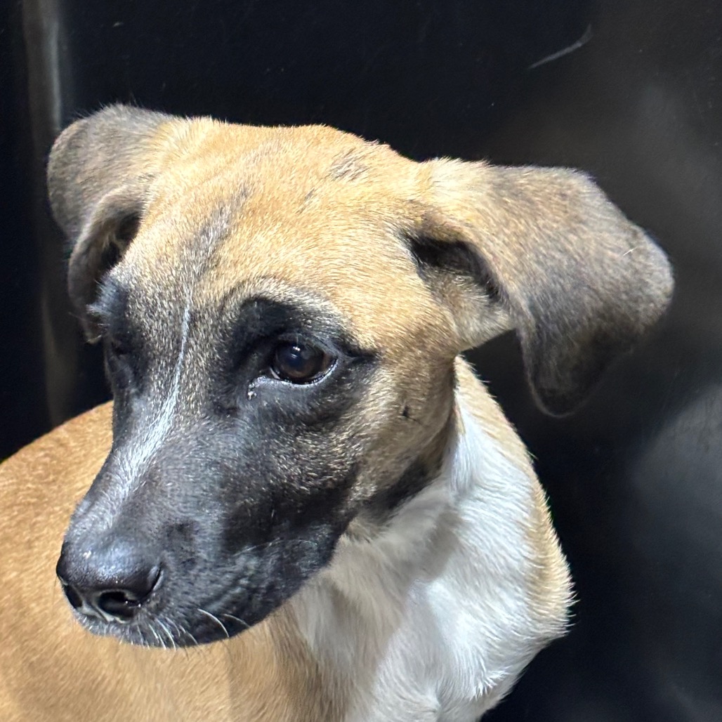 Shelter Stray Male Dog last seen , 3607 N Armenia Ave, Tampa, FL 33607, USA